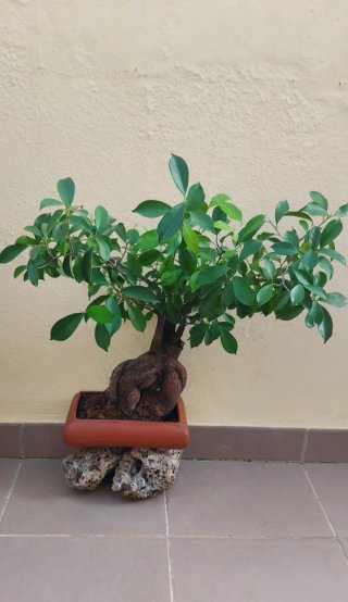 BONSAI Ficus Ginseng Mandragora Tiger Bark 25 años