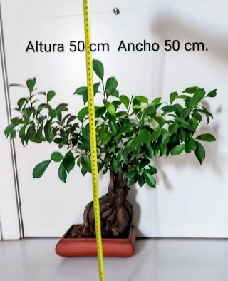 BONSAI Ficus Ginseng Mandragora Tiger Bark 25 años