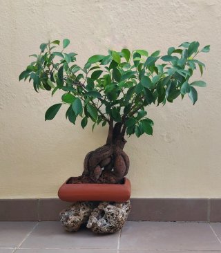 BONSAI Ficus Ginseng Mandragora Tiger Bark 25 años