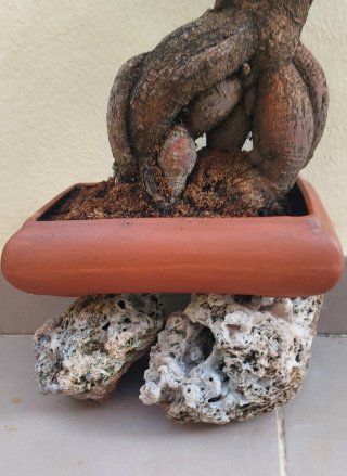 BONSAI Ficus Ginseng Mandragora Tiger Bark 25 años