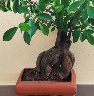 BONSAI Ficus Ginseng Mandragora Tiger Bark 25 años