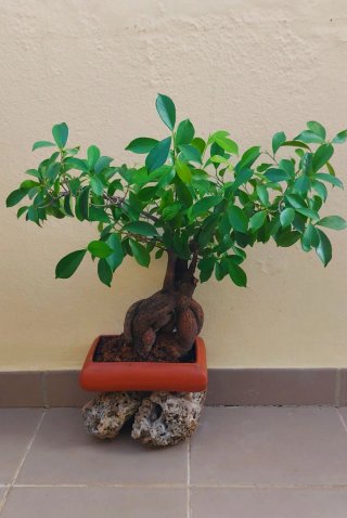 BONSAI Ficus Ginseng Mandragora Tiger Bark 25 años