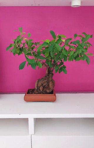 BONSAI Ficus Ginseng Mandragora Tiger Bark 25 años