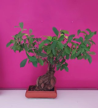 BONSAI Ficus Ginseng Mandragora Tiger Bark 25 años