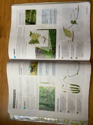 Proyecto: FanFest - Biología y Geología 1 ESO