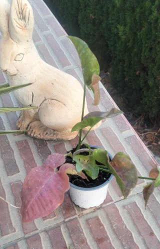 Syngonium rosa planta