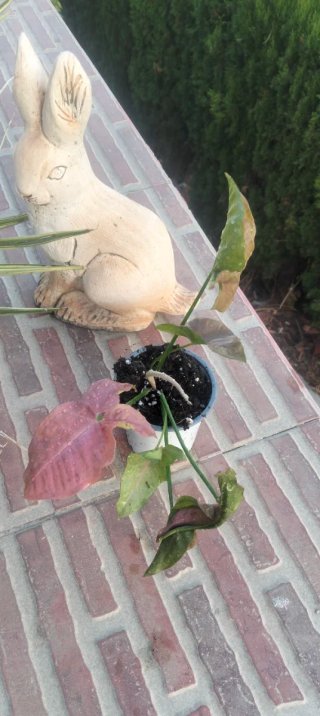 Syngonium rosa planta
