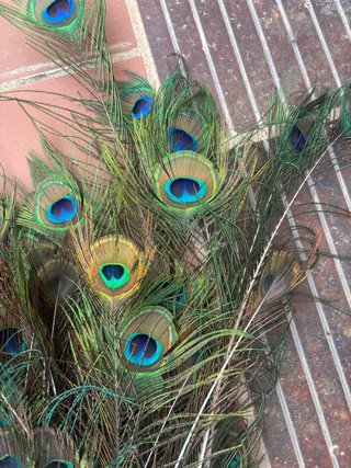 112 Plumas Pavo Real >80cm