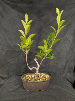 Bonsái Ficus