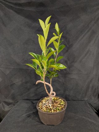 Bonsái Ficus