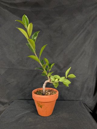 Bonsái Ficus