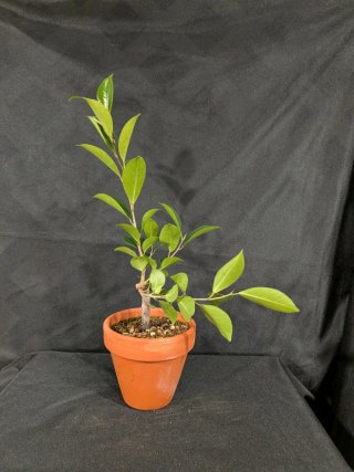 Bonsái Ficus