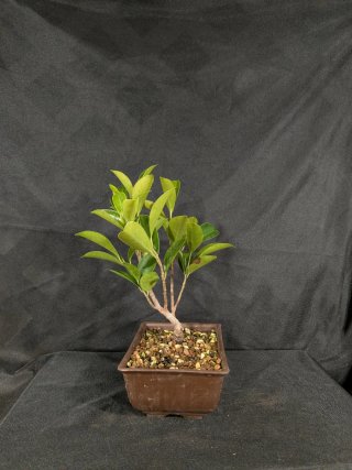Bonsái Ficus