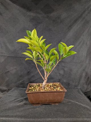 Bonsái Ficus