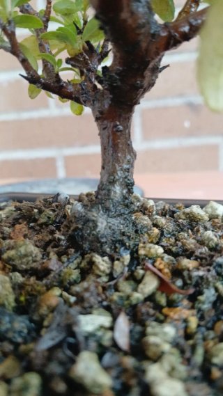 Prebonsai Pyracantha amarilla