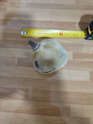 Vaina de Semillas de Baobab Adansonia