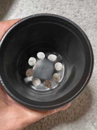 100 Vasos para Suculentas e Mudas
