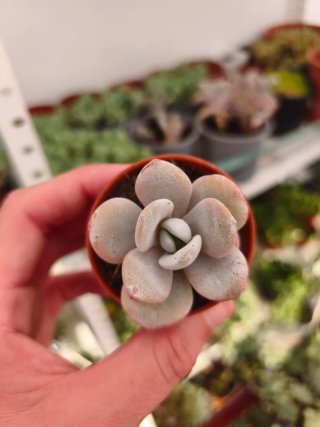 Echeveria laui 5.5cm