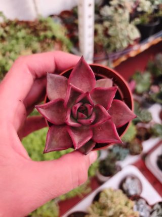 Echeveria agaboides taurus 7cm