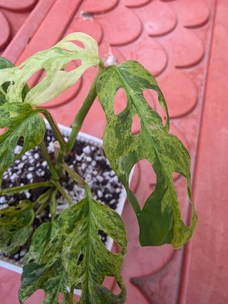 Monstera Adansonii Bulbasaur