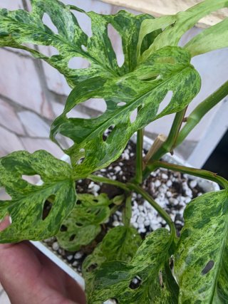 Monstera Adansonii Bulbasaur