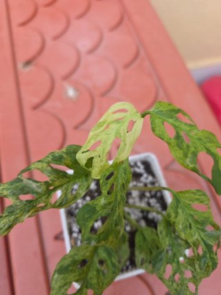 Monstera Adansonii Bulbasaur