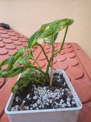Monstera Adansonii Bulbasaur