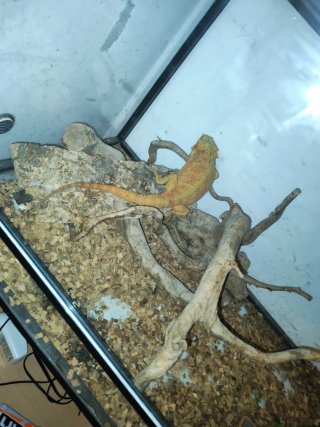 Terrario para pogona cristal