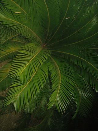 Cycad revoluta 1 metro Y 1.40