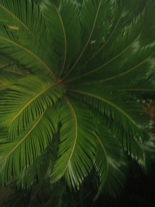 Cycad revoluta 1 metro Y 1.40