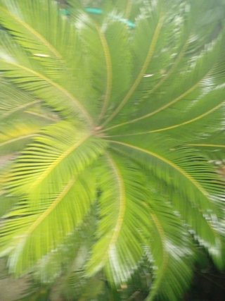 Cycad revoluta 1 metro Y 1.40
