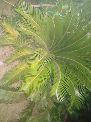 Cycad revoluta 1 metro Y 1.40