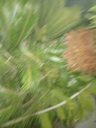 Cycad revoluta 1 metro Y 1.40