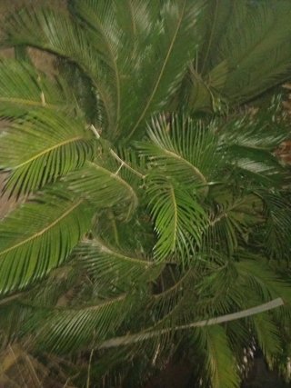 Cycad revoluta 1 metro Y 1.40