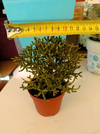 Rhipsalis cereuscula planta suculenta
