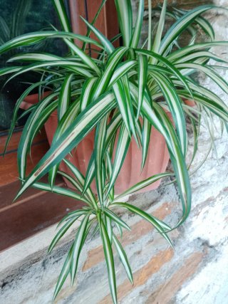 Planta de interior Chlorophytum comosum