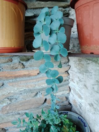 Planta colgante azul