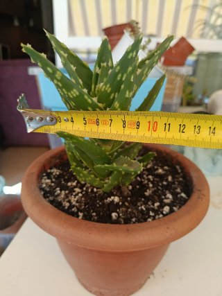 Aloe brevifolia planta suculenta natural