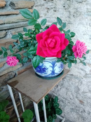 Planta con maceta decorada