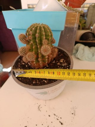 Cactus Echinopsis Naturales