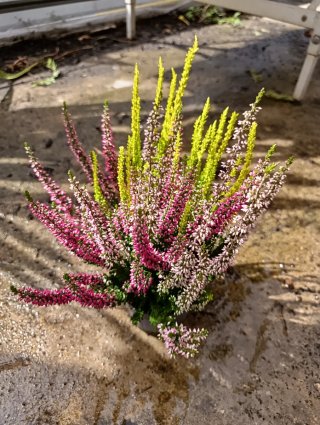Brezo Calluna vulgaris