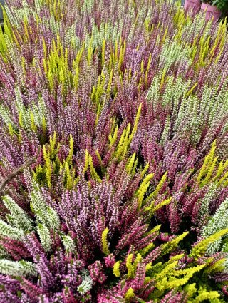 Brezo Calluna vulgaris
