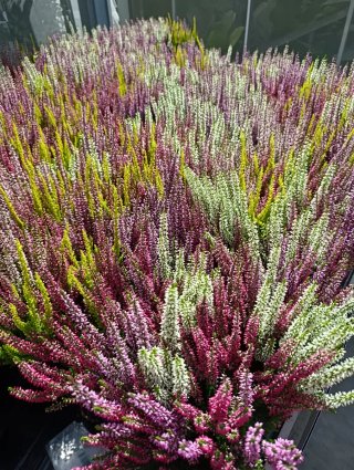 Brezo Calluna vulgaris