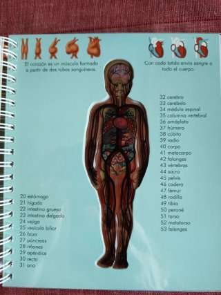 El cuerpo