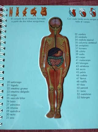 El cuerpo