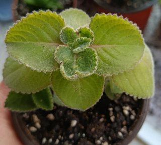 Lote de 4 plantas 8,9€ Plantas Suculentas y Cactus