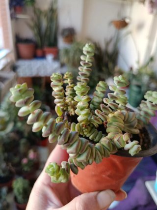 Lote de 4 plantas 8,9€ Plantas Suculentas y Cactus