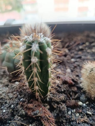 Lote 4 cactus por 6€: Suculentas y Cactus Variados
