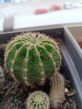 Lote 4 cactus por 6€: Suculentas y Cactus Variados