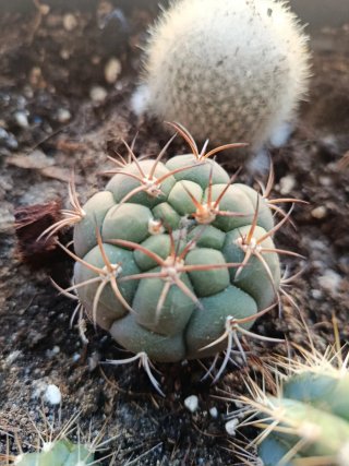 Lote 4 cactus por 6€: Suculentas y Cactus Variados